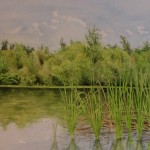 ArtistCarl_TreeTopsPark_#5